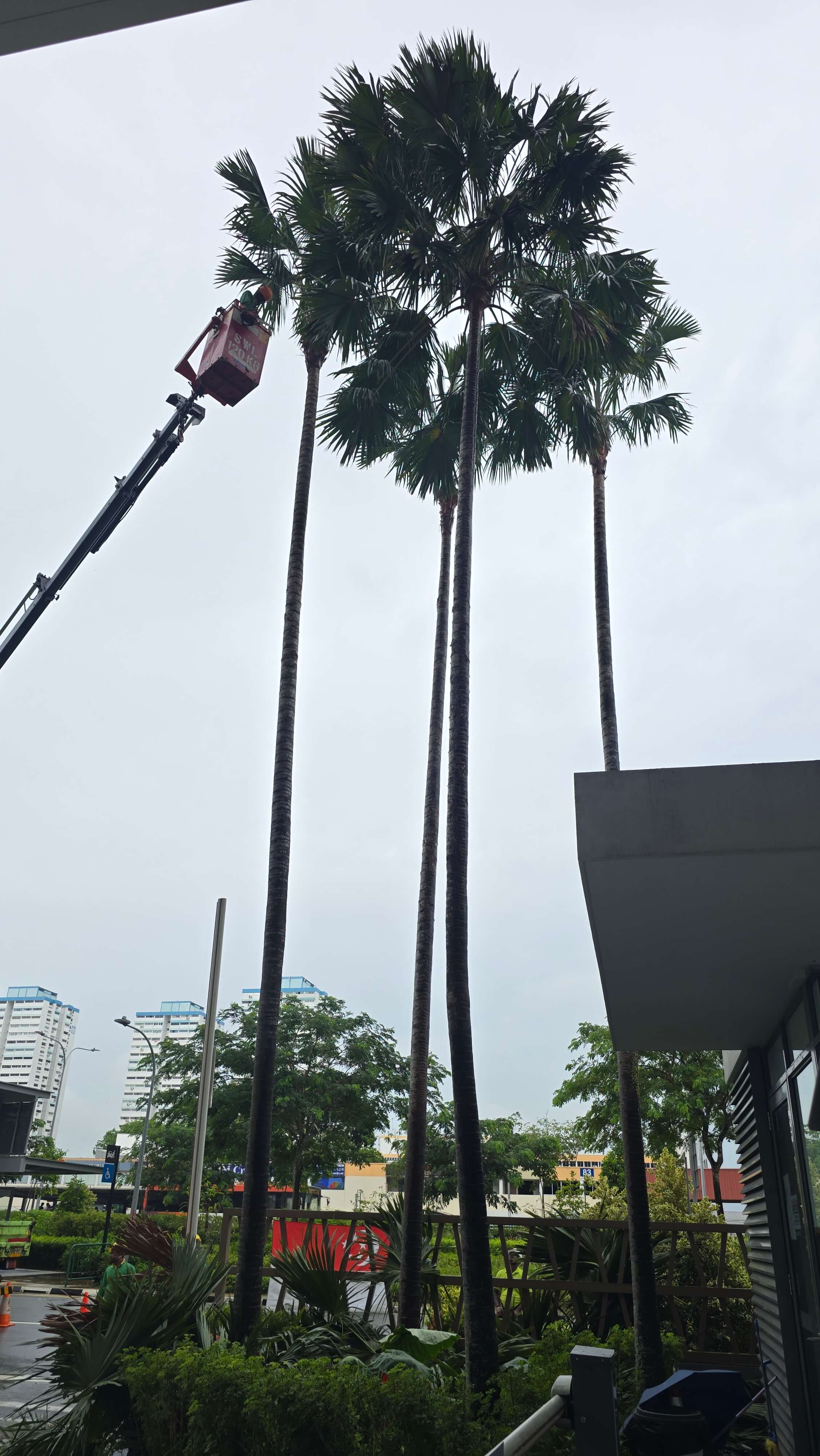 Arboriculture Maintenance