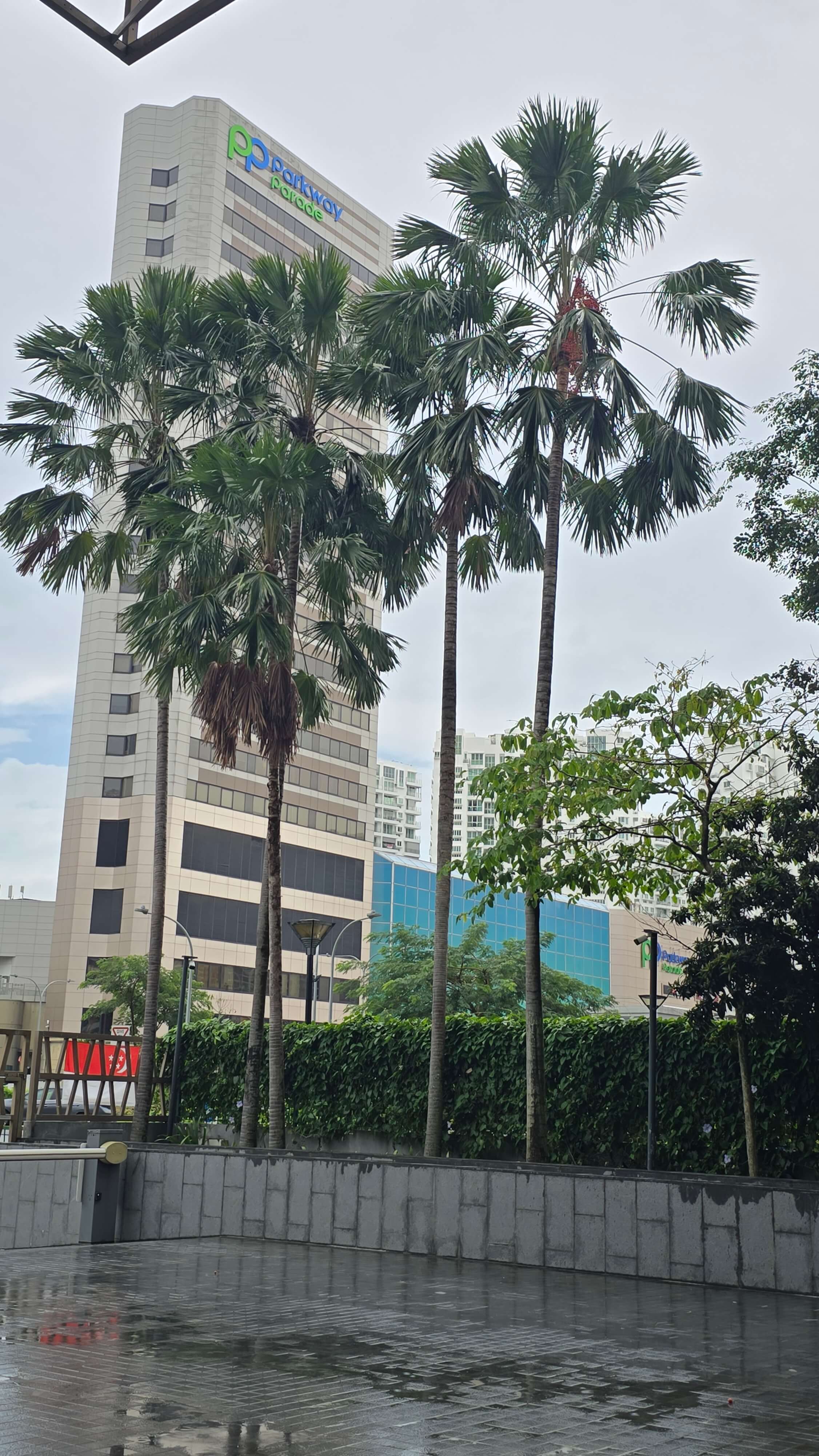 Arboriculture Maintenance thumbnail 2