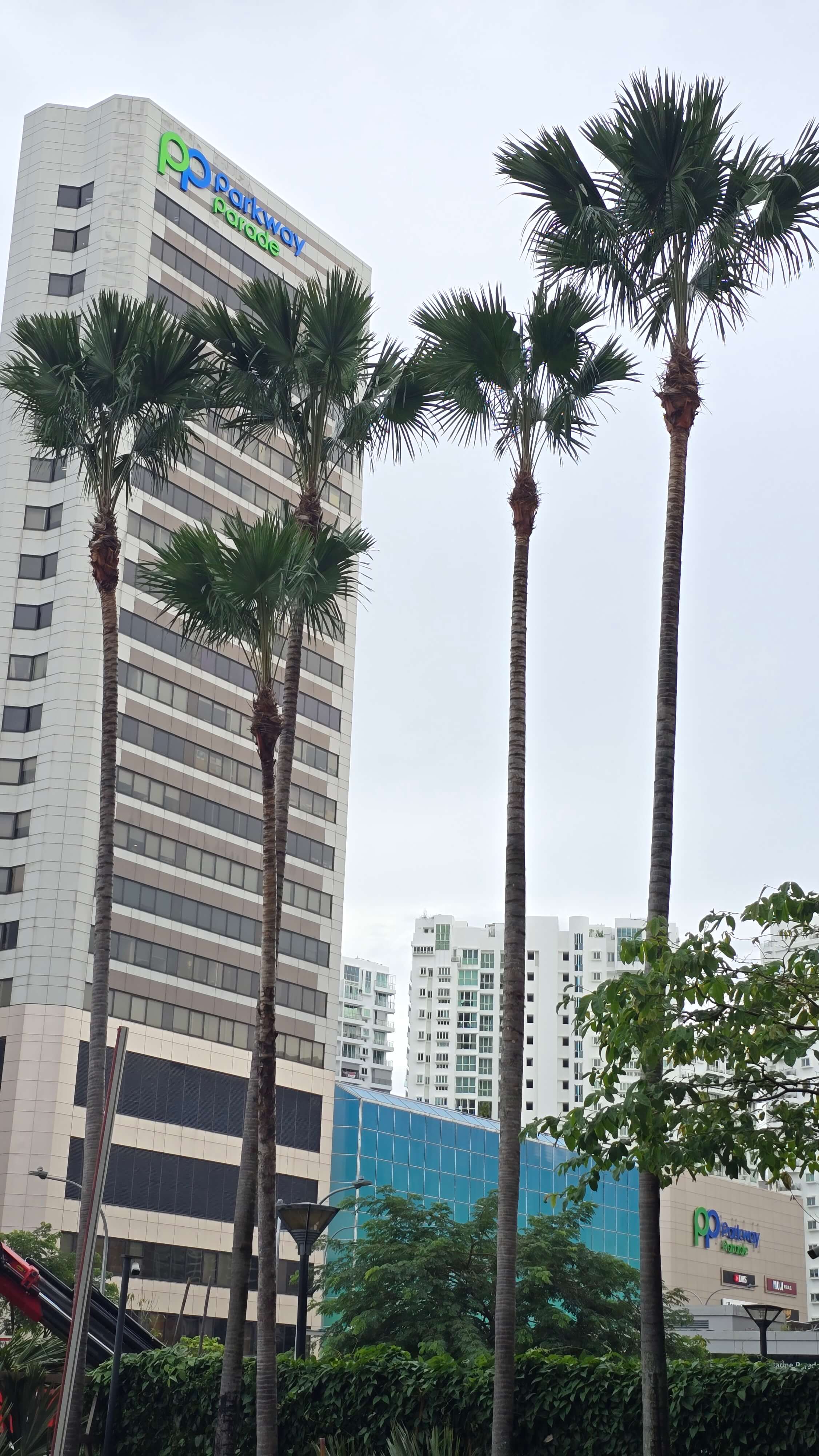 Arboriculture Maintenance thumbnail 3